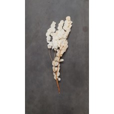 EUCALYPTUS CINEREA 21-23" BLEACHED